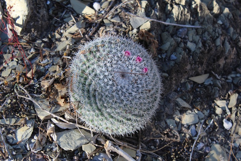 Mammillaria hahniana subsp. hahniana photo 2