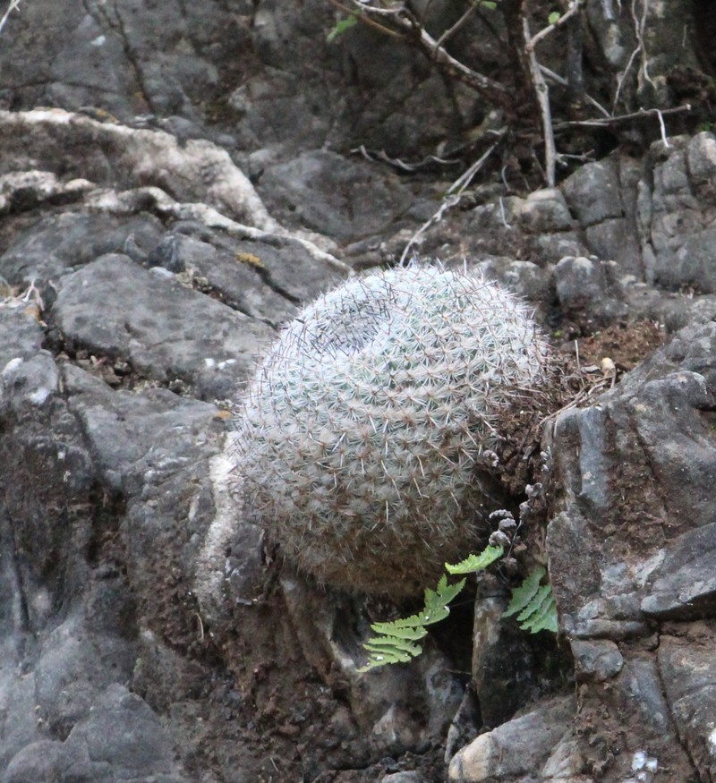 Mammillaria hahniana subsp. hahniana photo 3