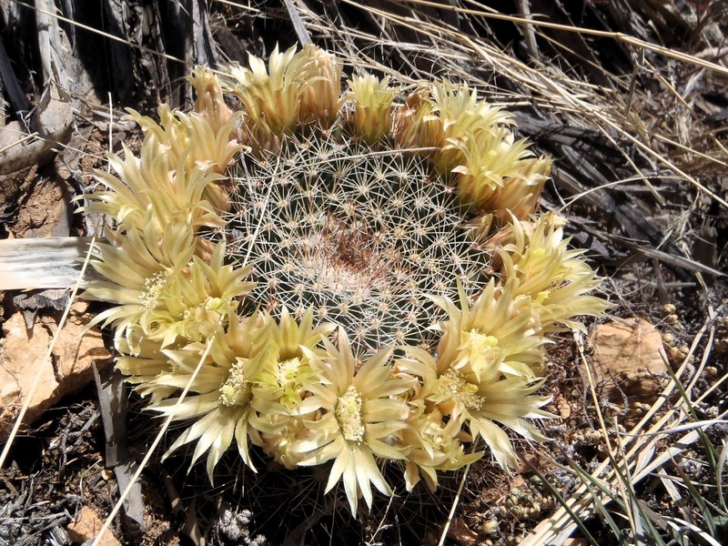 Little Nipple Cactus photo 2
