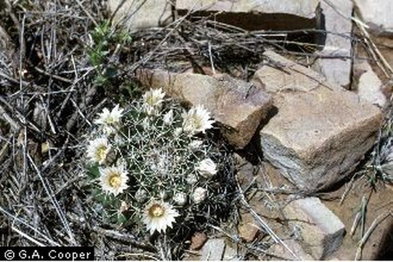 Little Nipple Cactus