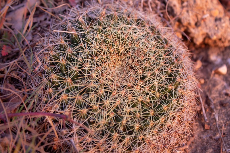Little Nipple Cactus photo 3