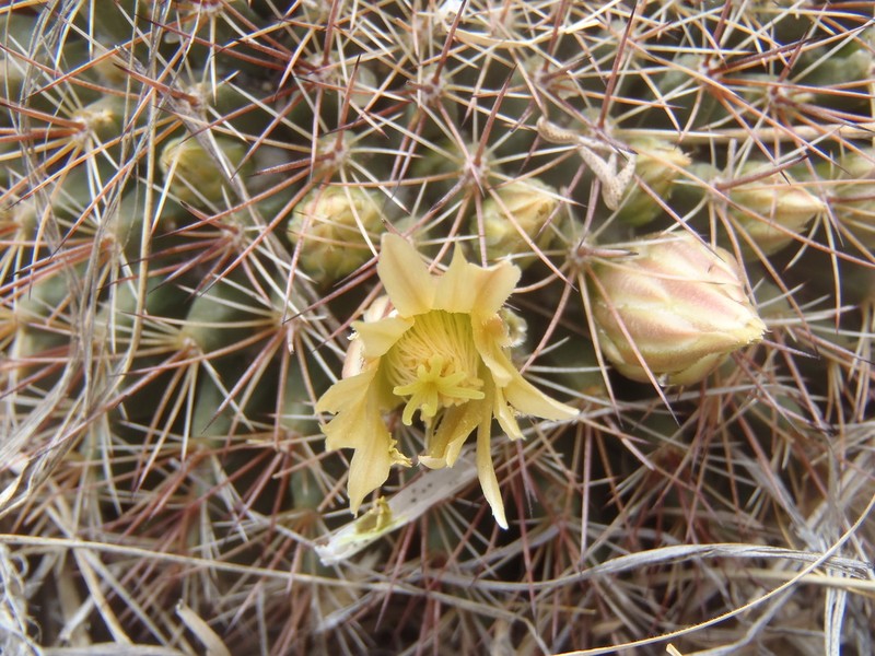 Little Nipple Cactus photo 4