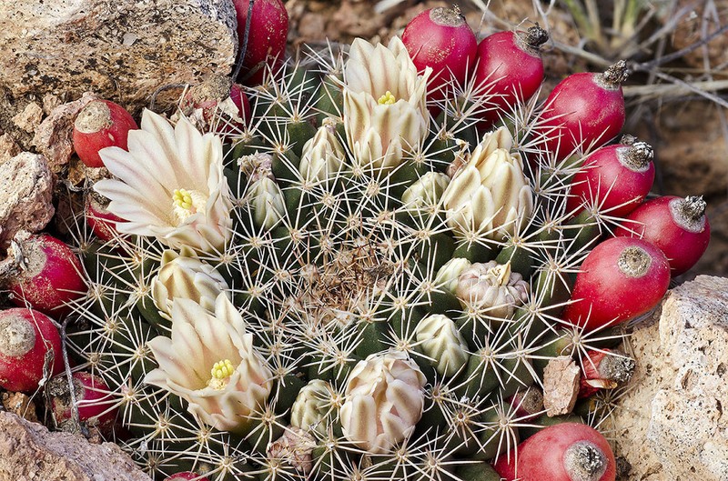 Little Nipple Cactus photo 5