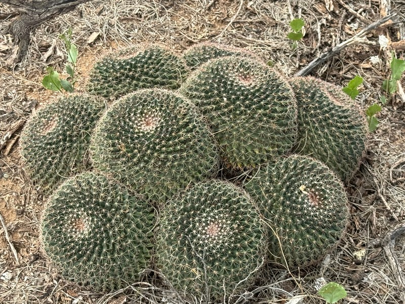 Little Nipple Cactus photo 6