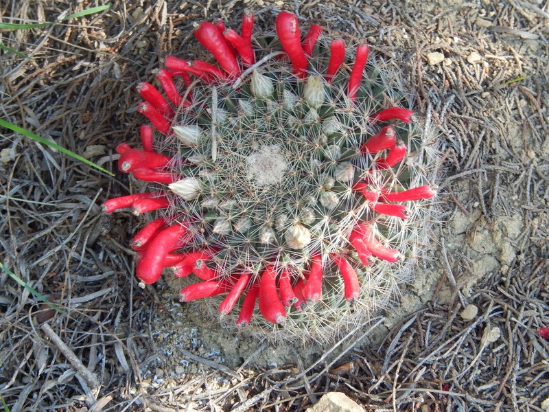 Little Nipple Cactus photo 7