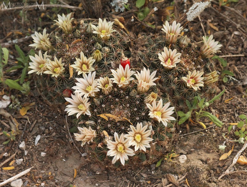 Little Nipple Cactus photo 8