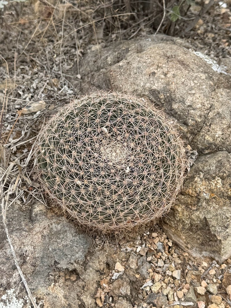 Mammillaria heyderi subsp. heyderi