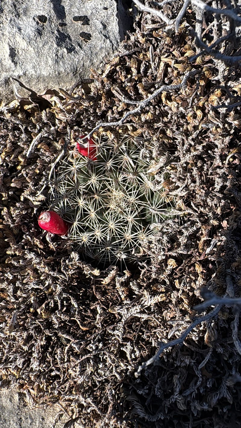 Mammillaria heyderi subsp. heyderi photo 2