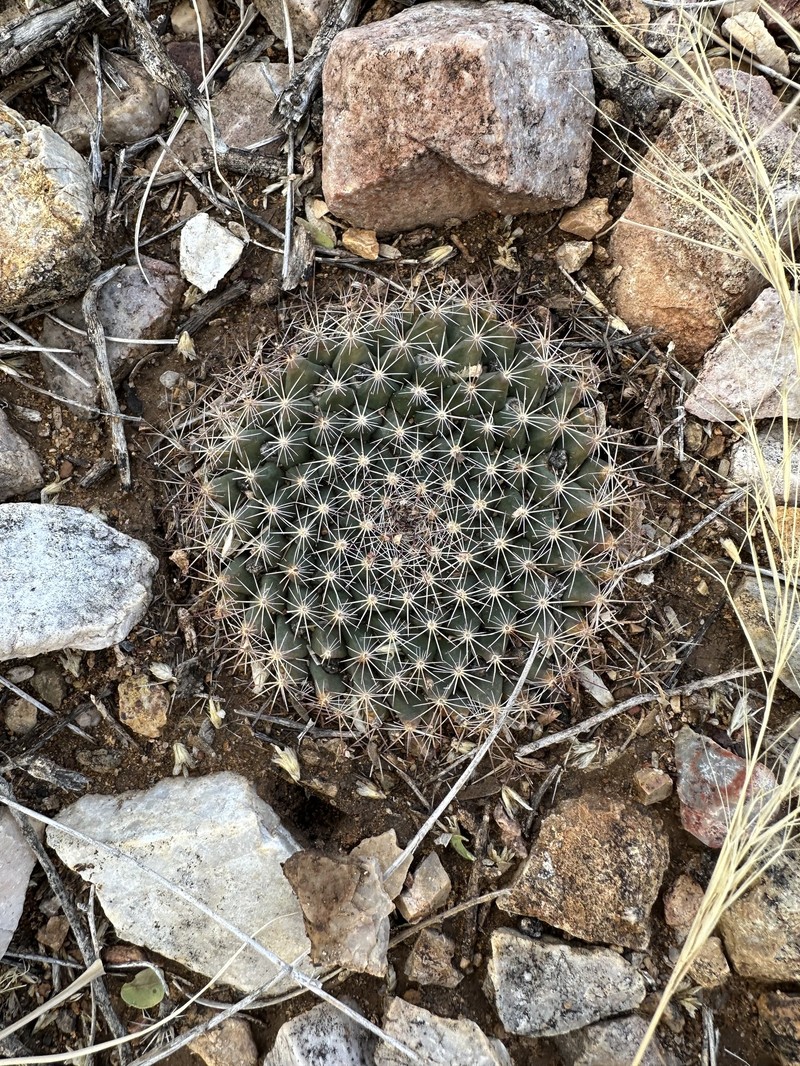 Mammillaria heyderi subsp. heyderi photo 3