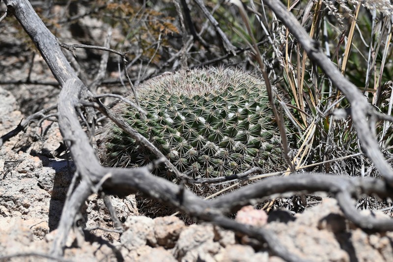 Mammillaria heyderi subsp. heyderi photo 4
