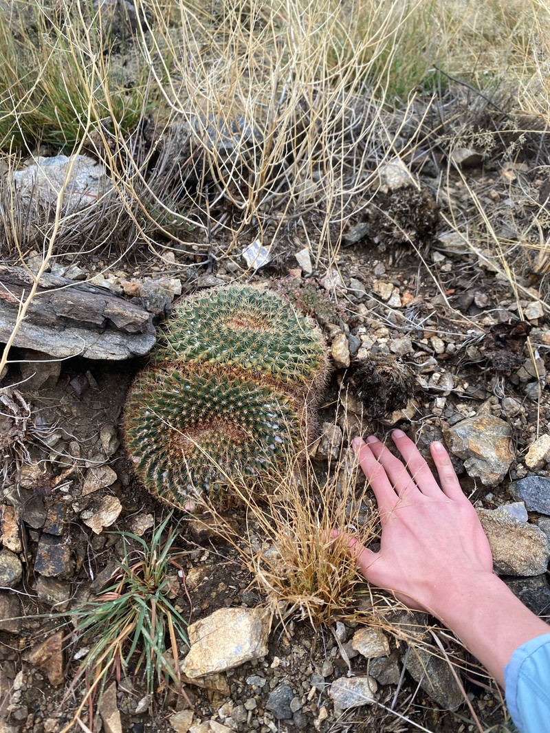 Mammillaria heyderi subsp. heyderi photo 5
