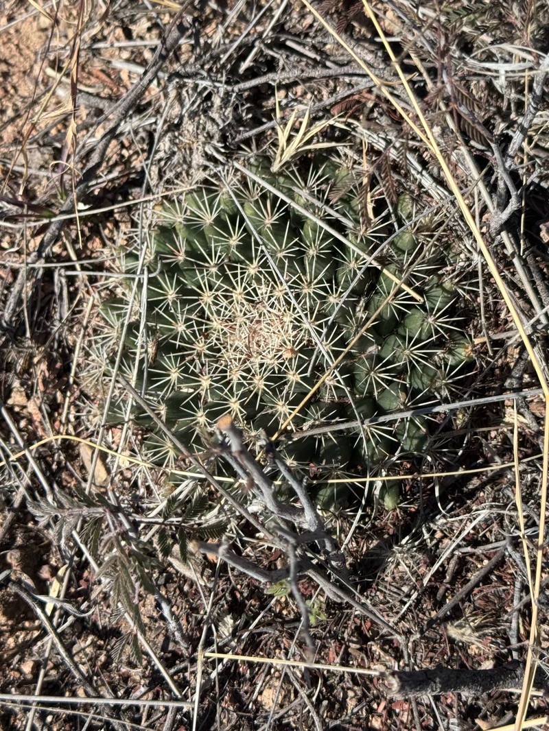 Mammillaria heyderi subsp. heyderi photo 6