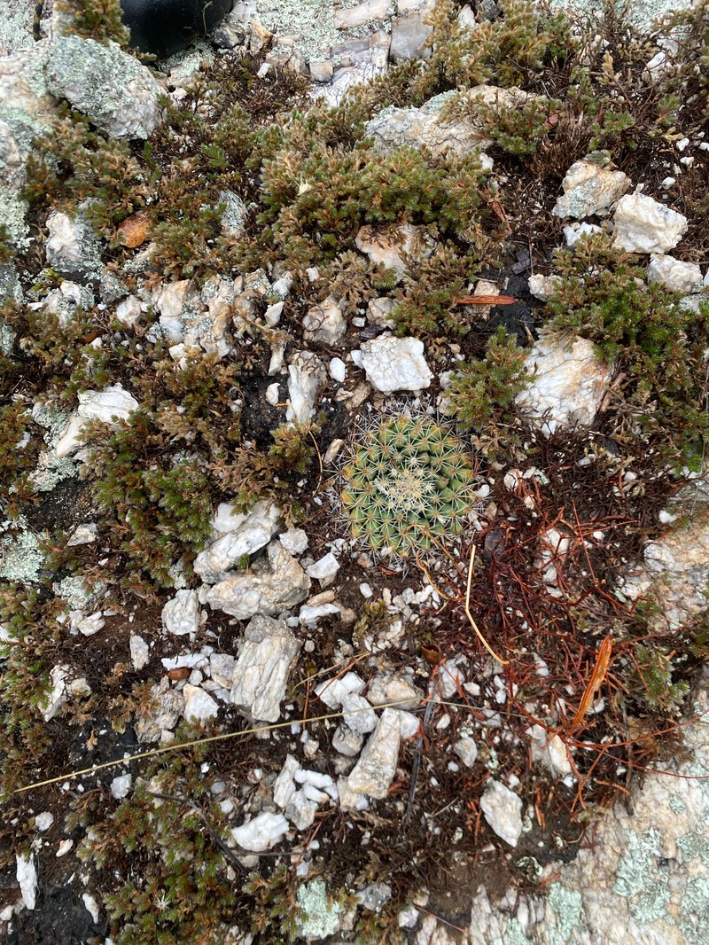 Mammillaria heyderi subsp. heyderi photo 7
