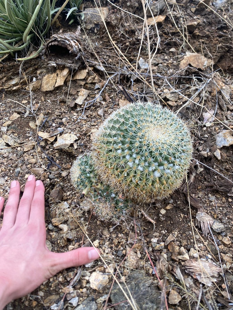 Mammillaria heyderi subsp. heyderi photo 8