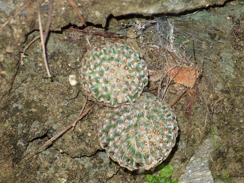 Mammillaria huitzilopochtli subsp. huitzilopochtli