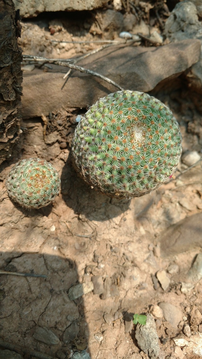 Mammillaria huitzilopochtli subsp. huitzilopochtli photo 2