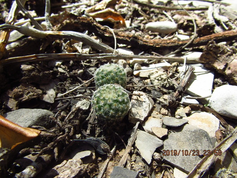 Mammillaria huitzilopochtli subsp. huitzilopochtli photo 3