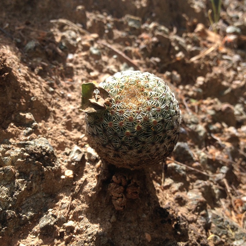 Mammillaria huitzilopochtli subsp. huitzilopochtli photo 4