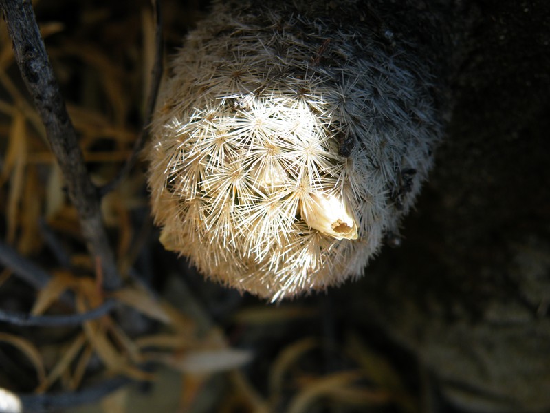 Lacespine Nipple Cactus photo 2