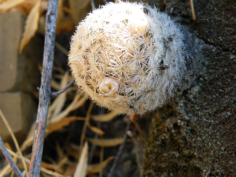 Lacespine Nipple Cactus photo 3