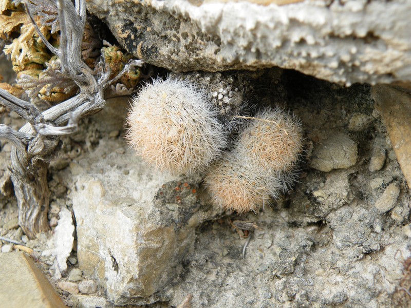 Lacespine Nipple Cactus photo 4