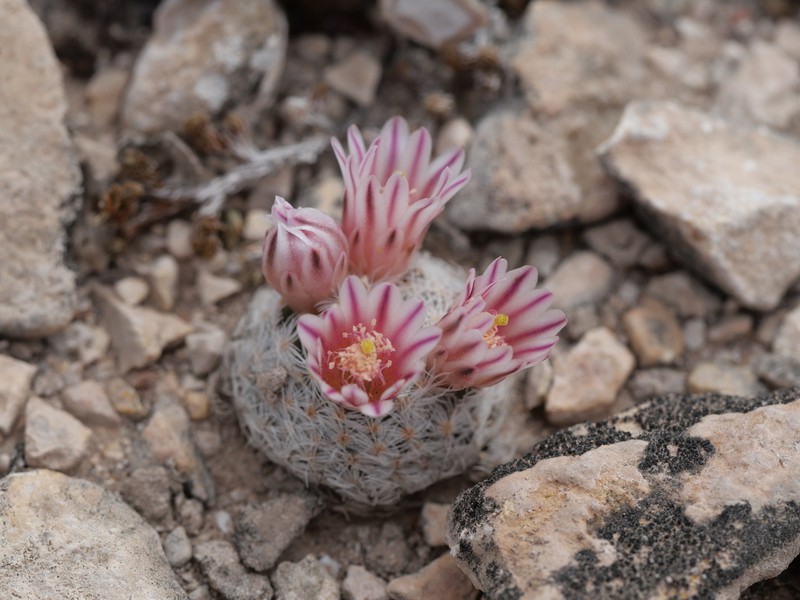 Lacespine Nipple Cactus