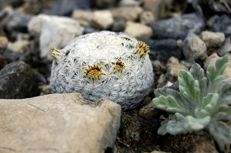Lacespine Nipple Cactus photo 2