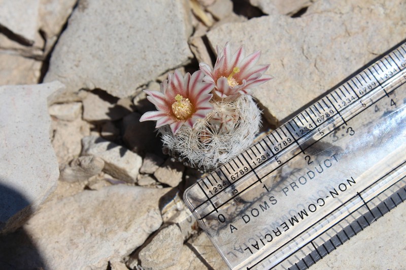 Lacespine Nipple Cactus photo 3