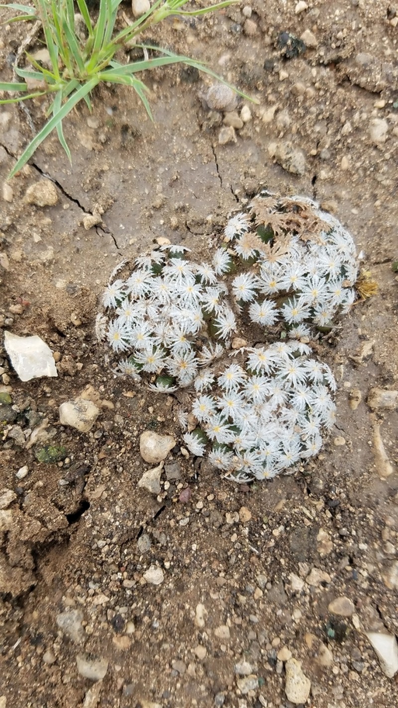 Lacespine Nipple Cactus photo 4