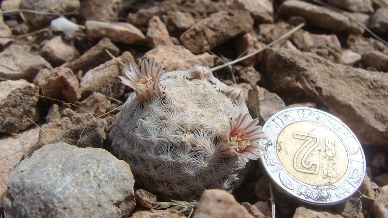 Lacespine Nipple Cactus photo 5