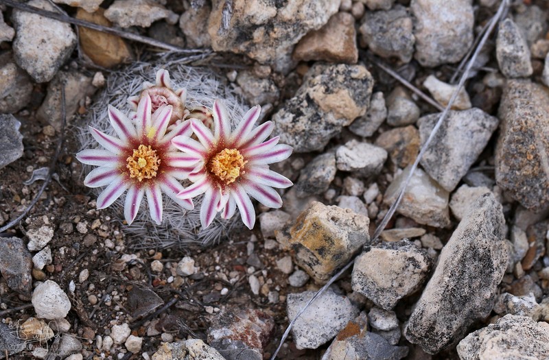 Lacespine Nipple Cactus photo 6