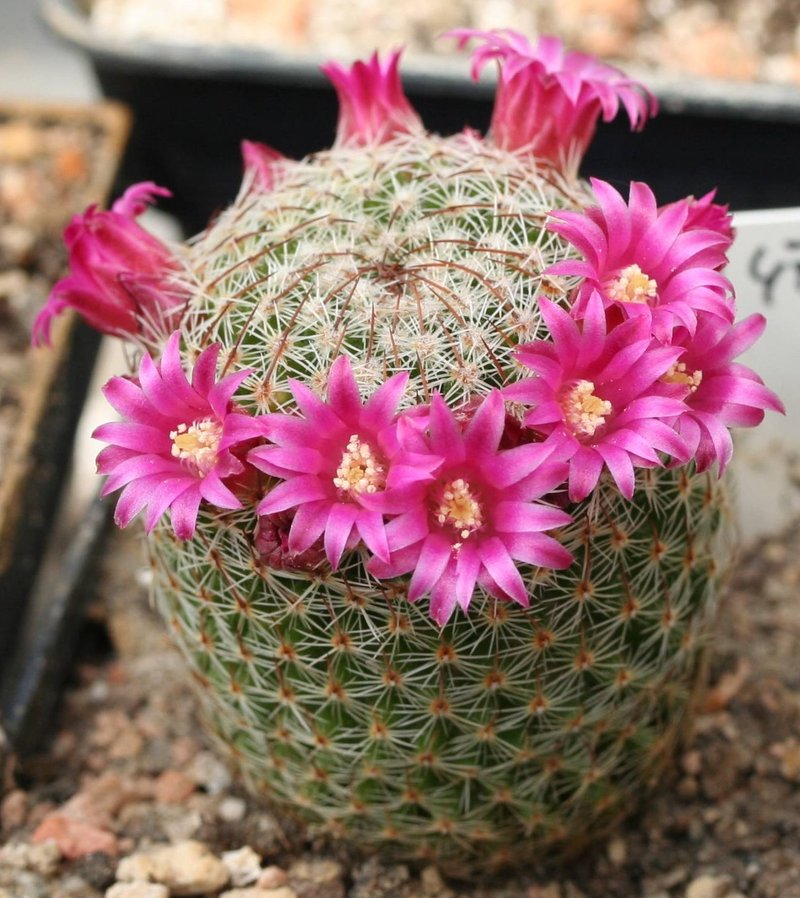 Mammillaria matudae
