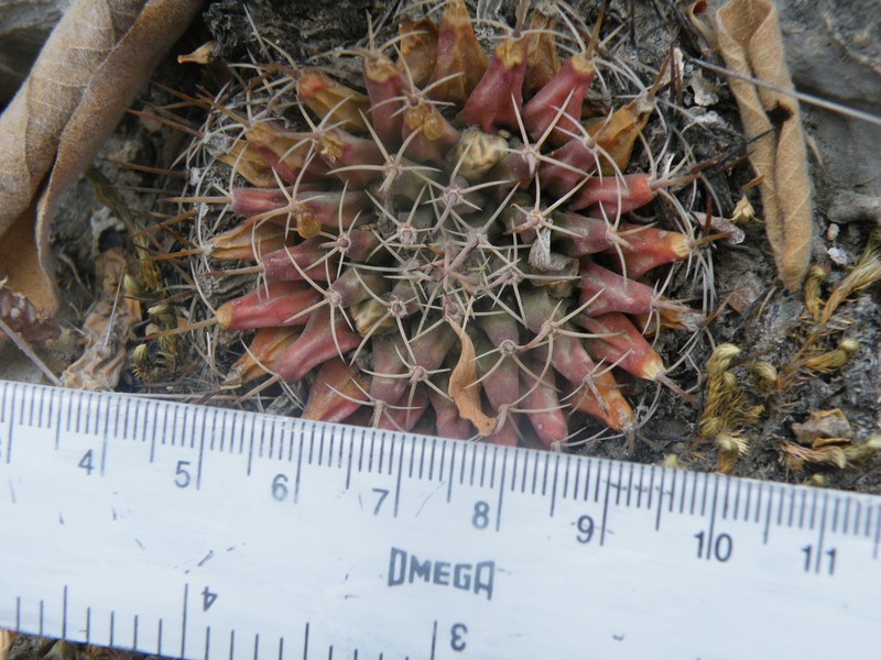 Little Nipple Cactus photo 3