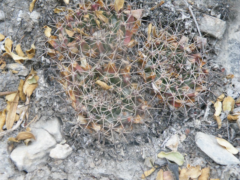 Little Nipple Cactus photo 4