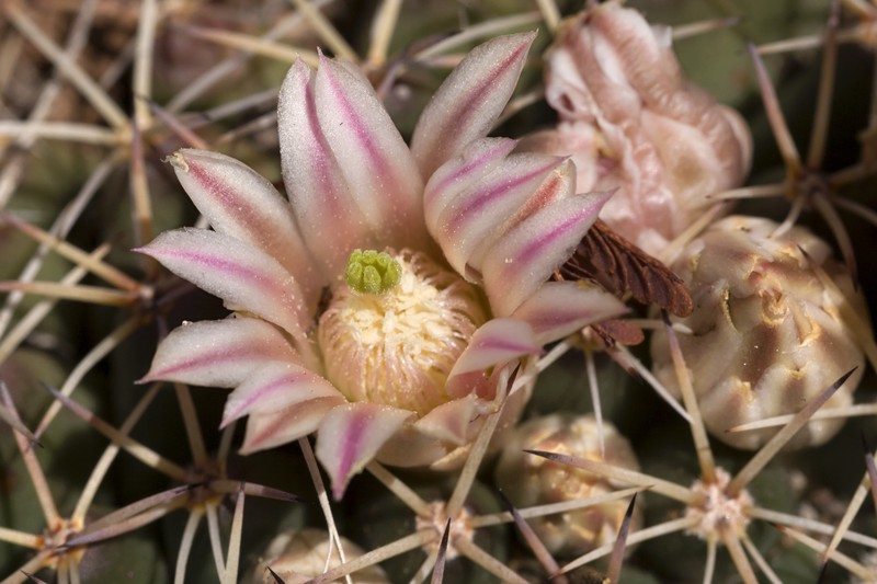 Little Nipple Cactus photo 2