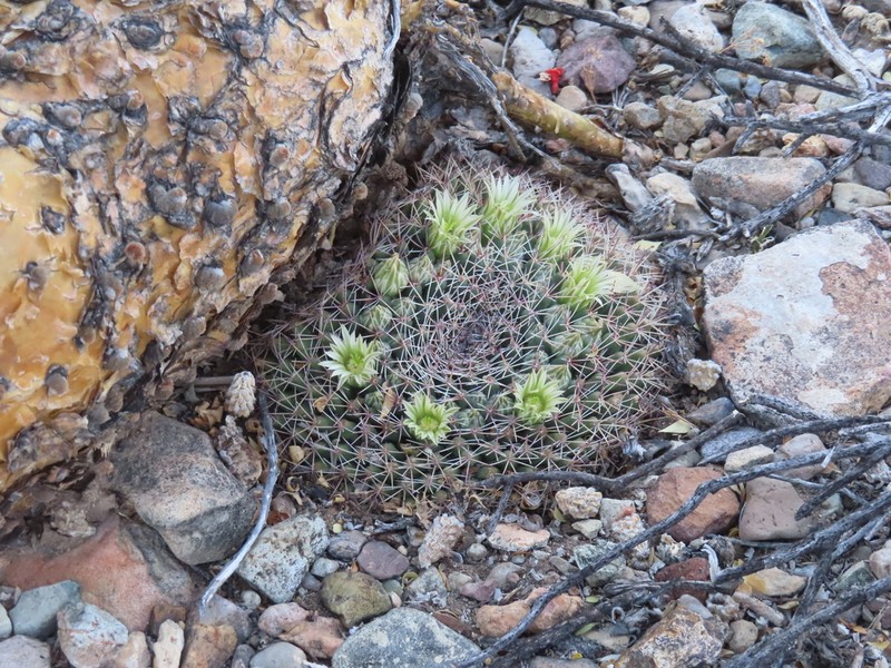 Little Nipple Cactus