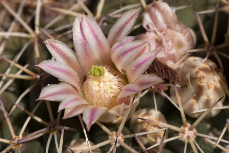 Little Nipple Cactus photo 2