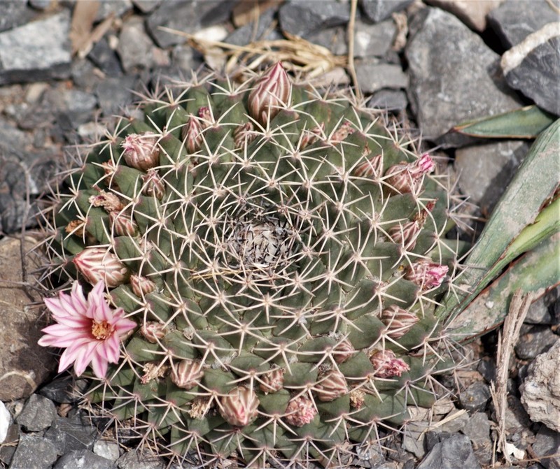 Little Nipple Cactus photo 3