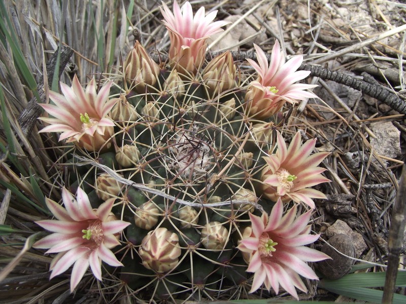 Little Nipple Cactus photo 4
