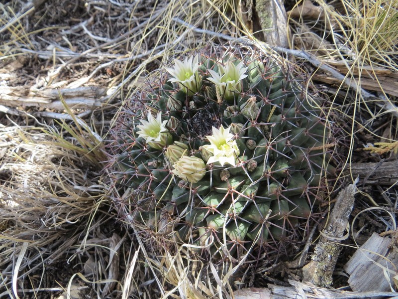 Little Nipple Cactus photo 5