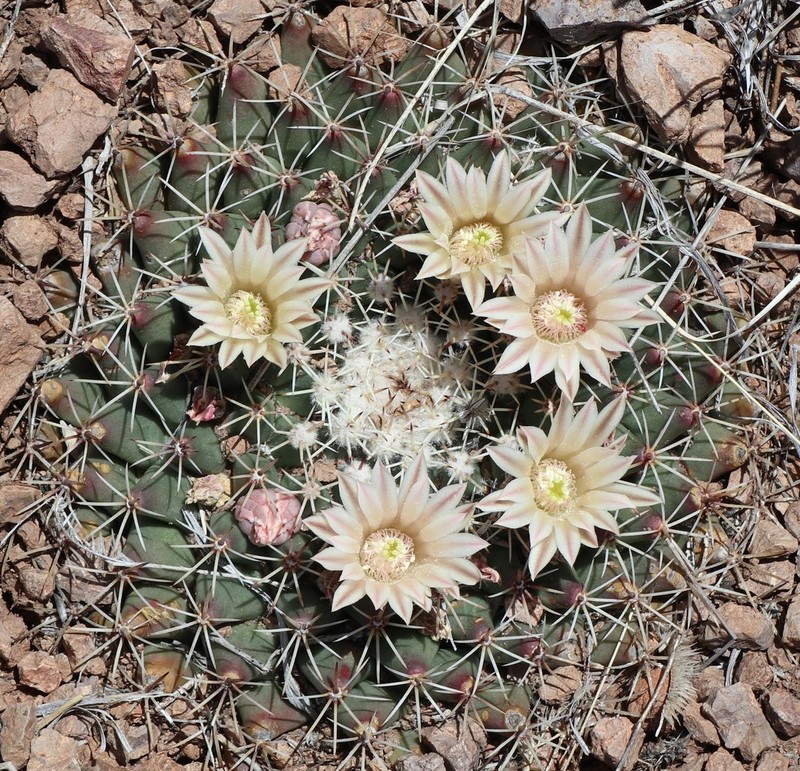 Little Nipple Cactus photo 6