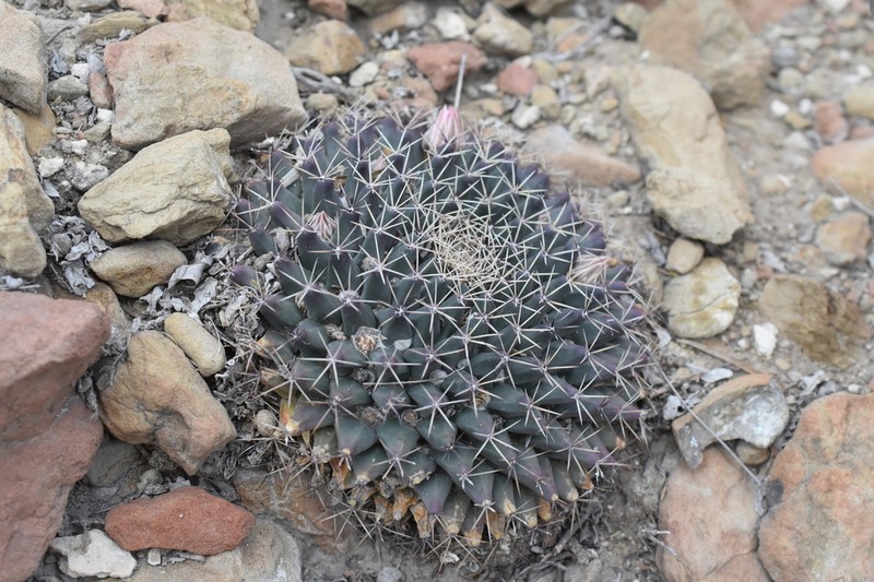 Little Nipple Cactus photo 7