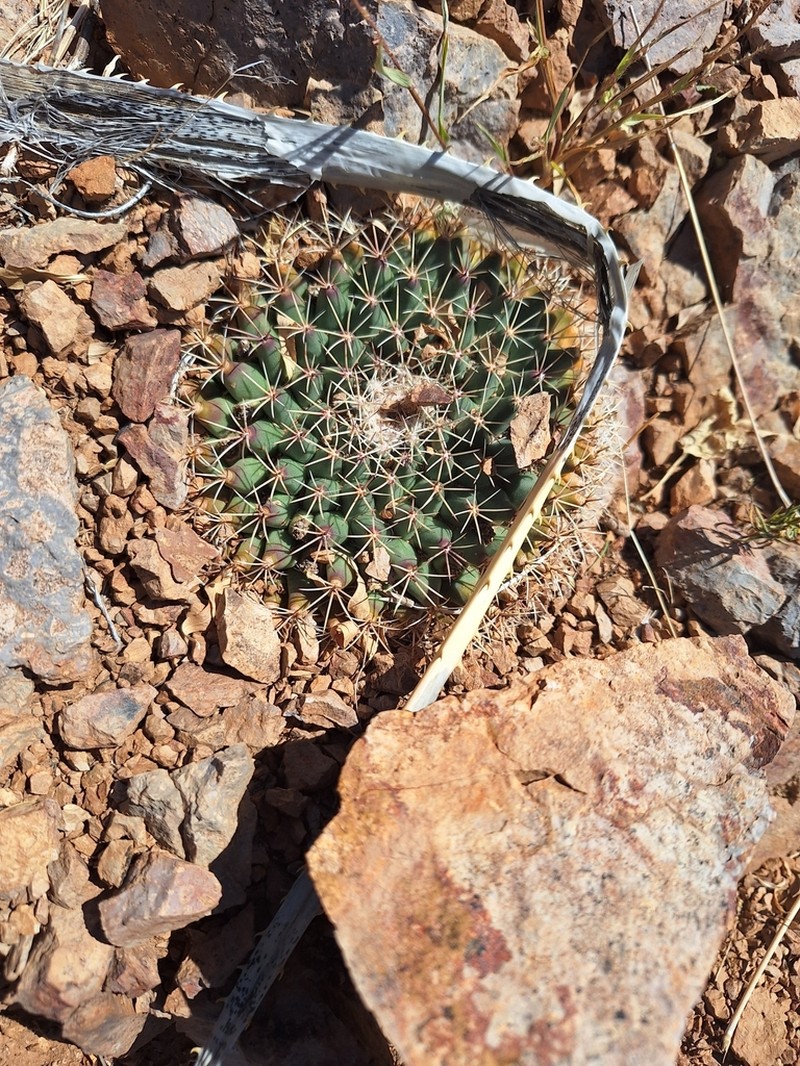 Little Nipple Cactus photo 8