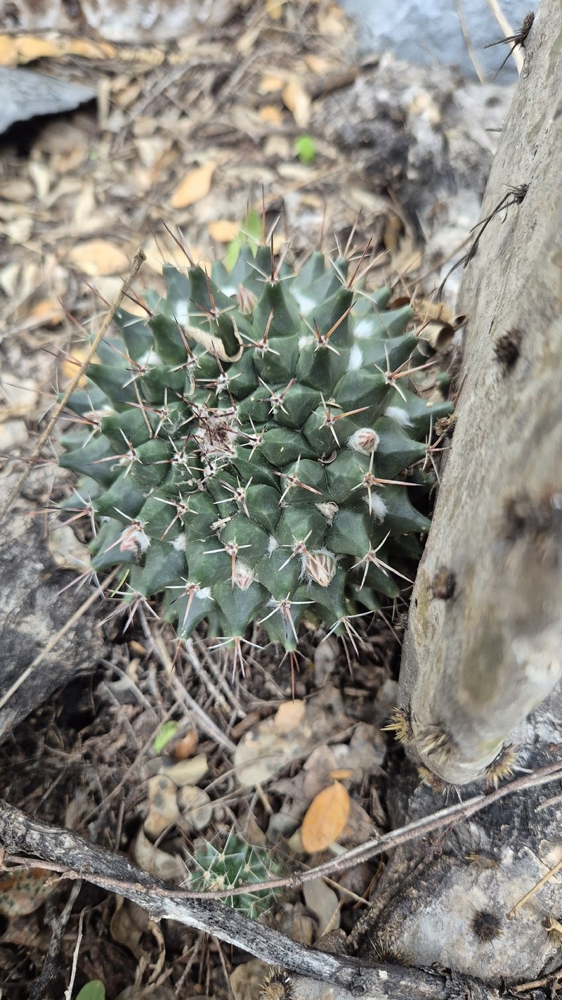 Mammillaria melanocentra subsp. melanocentra