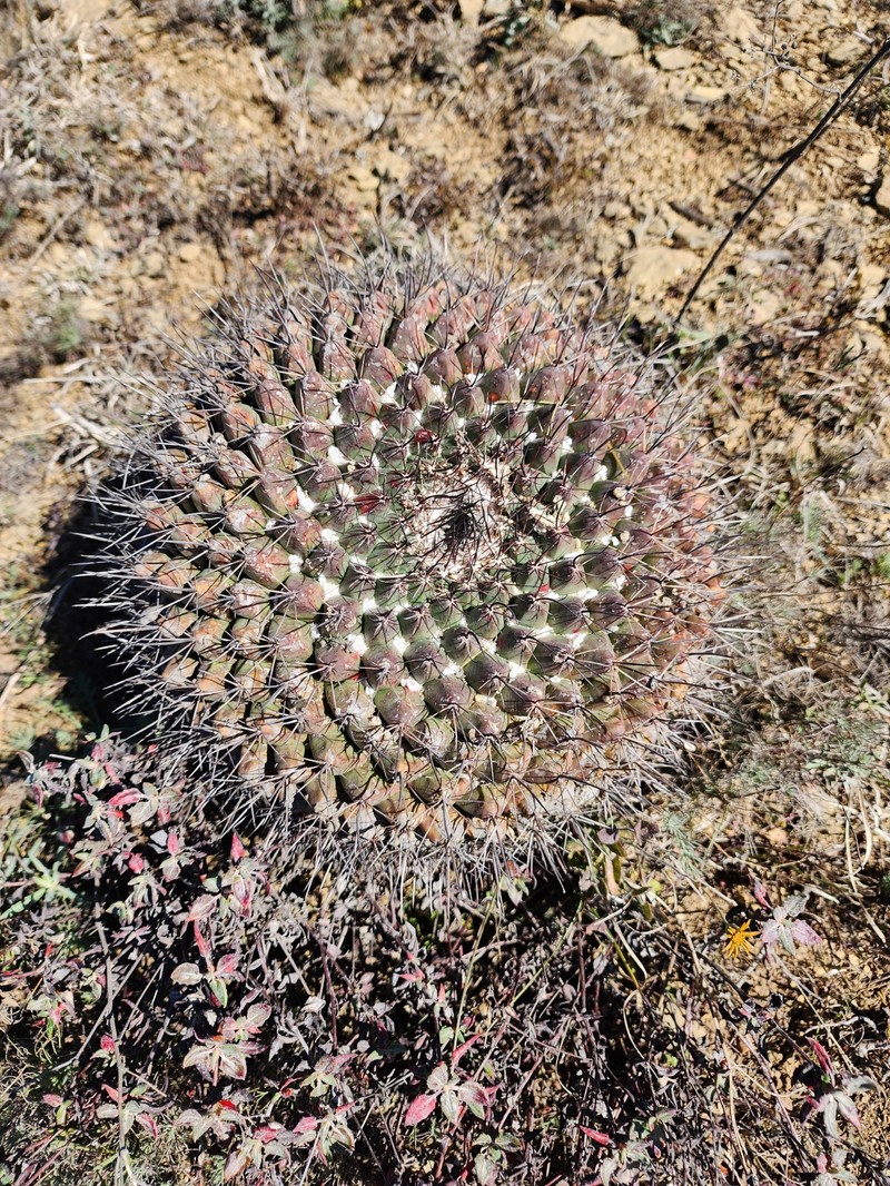 Mammillaria melanocentra subsp. melanocentra photo 2