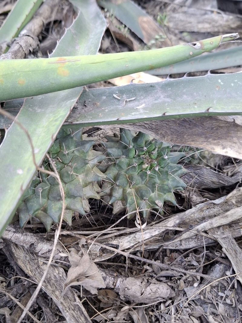 Mammillaria melanocentra subsp. melanocentra photo 3