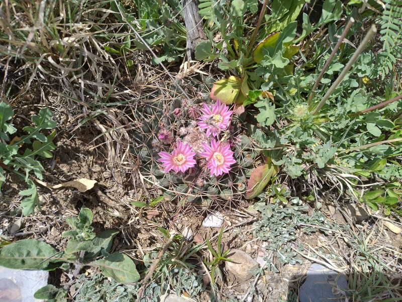 Mammillaria melanocentra subsp. melanocentra photo 4
