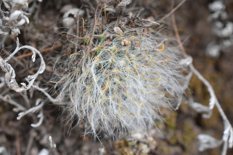Mammillaria monochrysacantha