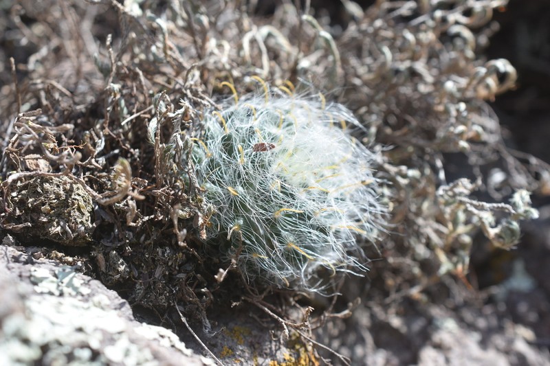 Mammillaria monochrysacantha photo 2