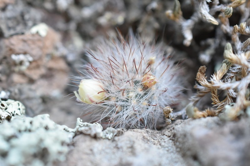 Mammillaria morentiniana